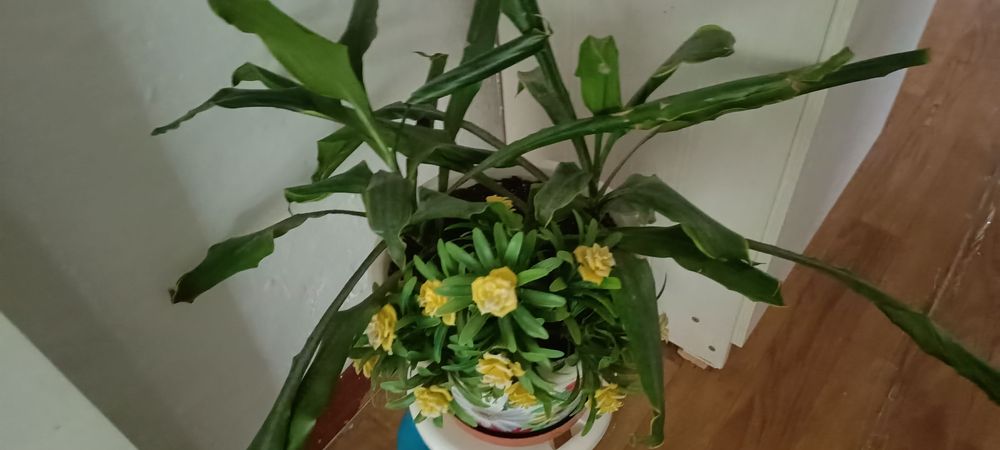 Продается домашнее растения цены разные