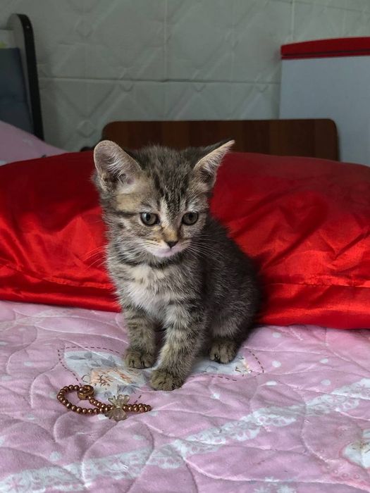 Британская катять 3 мес зотли Пародостый