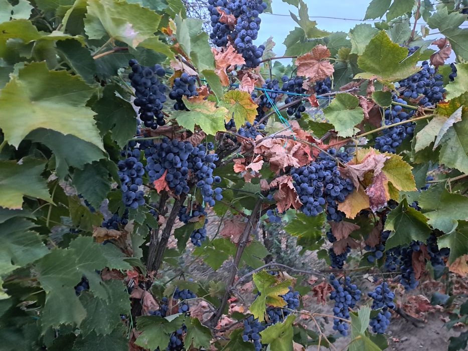 Vand struguri de vin,soi otel 500kg,pret 3,5lei/kg. Locatia Devesel
