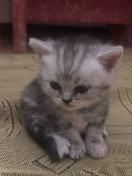 Шатланский котят марғаулар