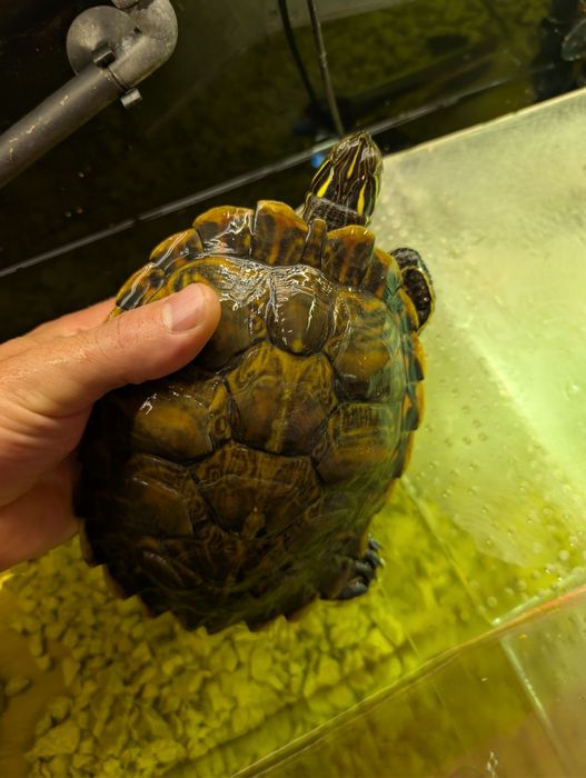 2 Broaște țestoase