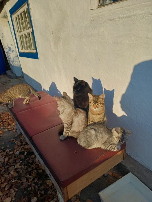 Отдам котят в добрые руки