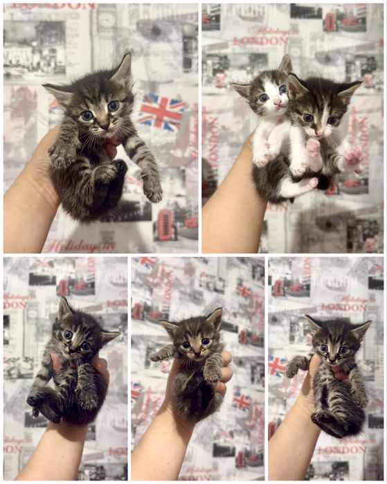 Отдам котят в добрые руки