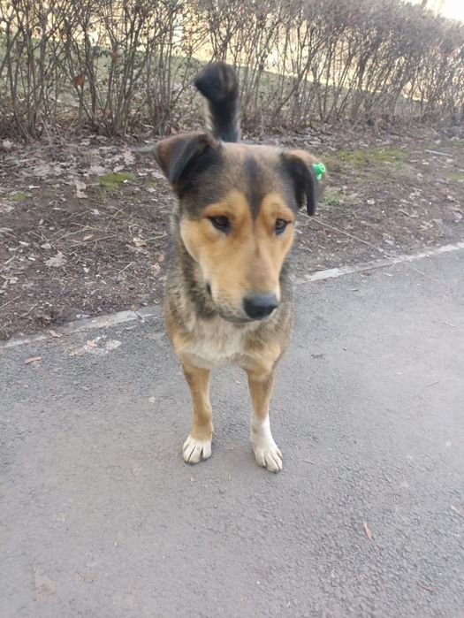 Пристраивается собака!