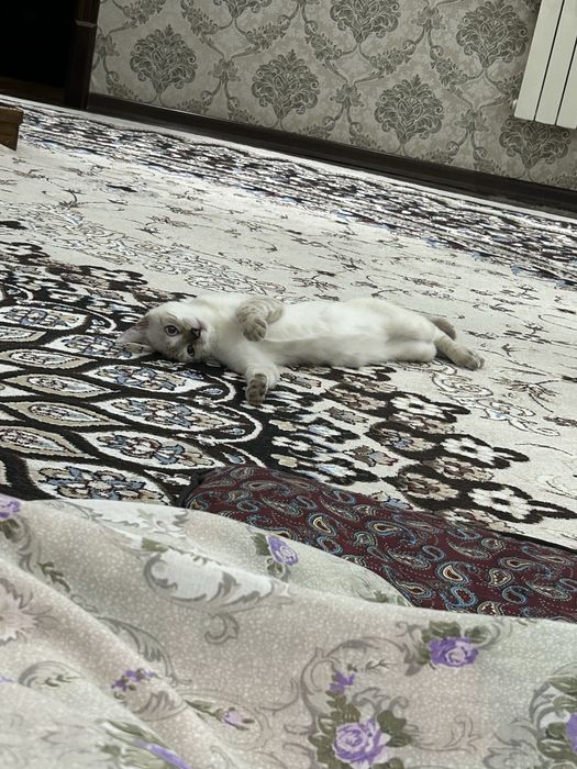 Бенгальская кошка
