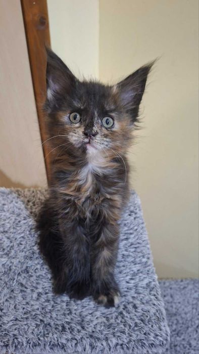 Мейн Кун котета