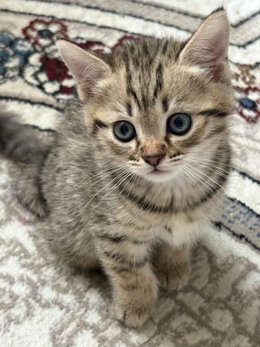 Продается котенок смесь шиншиллы и сибирской