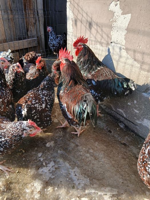 Vind ouă de incubație sussex HD porțelan