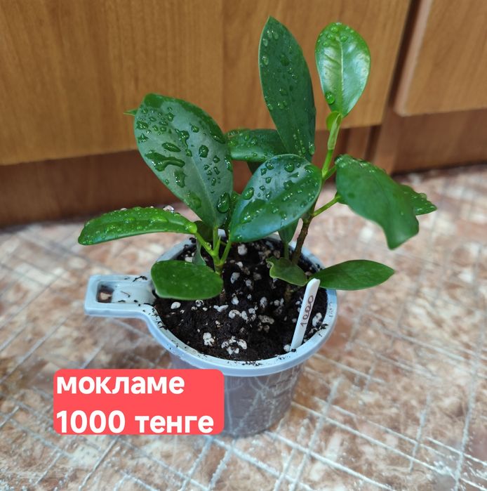 Фикусы  микрокарпа мокламе