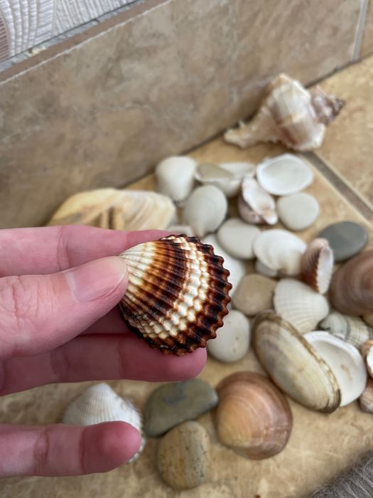 Colecție pietre speciale/ scoici/ stea de mare
