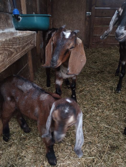 Vând capre Anglo Nubiene