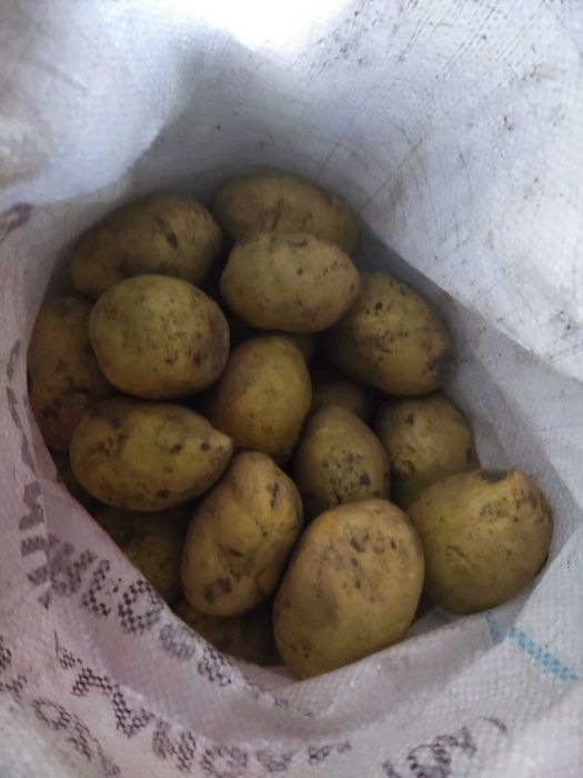 Продам домашний деревенский картофель