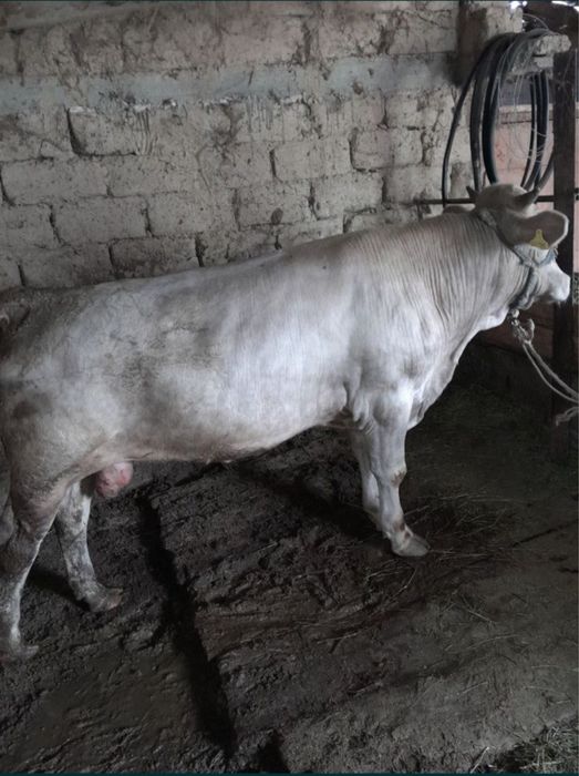 Вынужденый забой