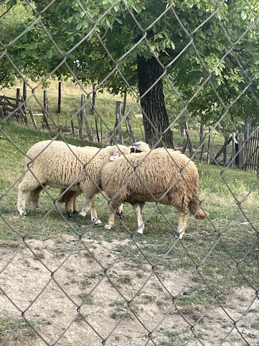 Miei de vanzare