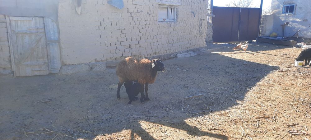 Уш козылы кой бар сатылатын