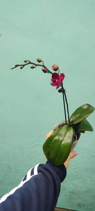 Орхидея второе цветение