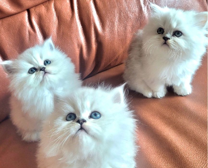 Британски дългокосмести котенца