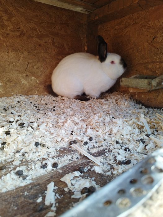 Pereche californian de vânzare