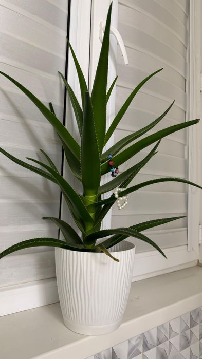 гүлдер сатылады жақсы өсіп тұр