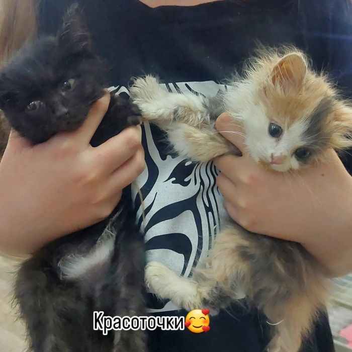 Очаровательные девчушки