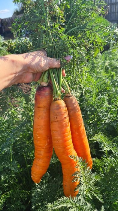 Продам морковь со своего города