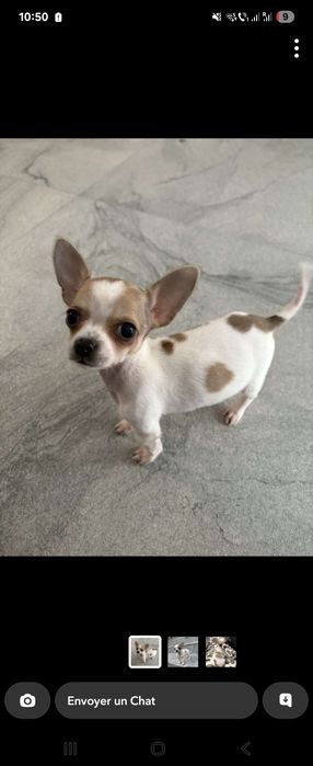 Chihuahua toy, 6 luni