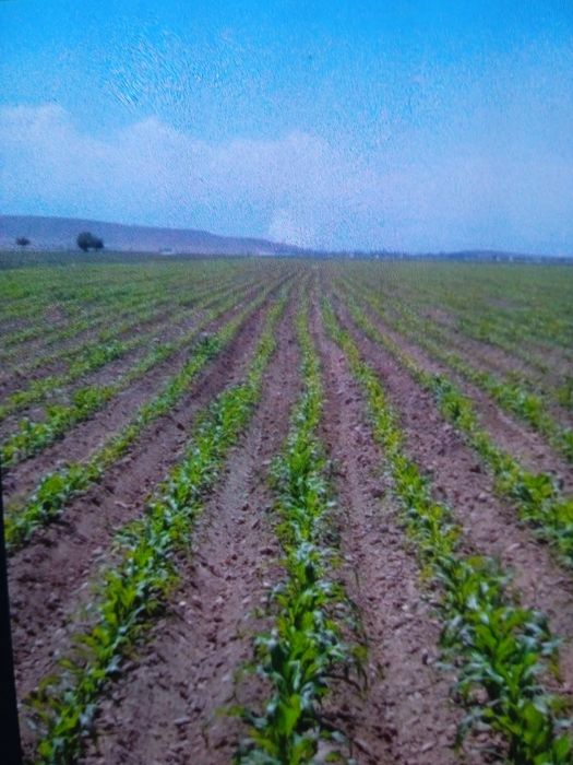 Продам  сельхоз землю