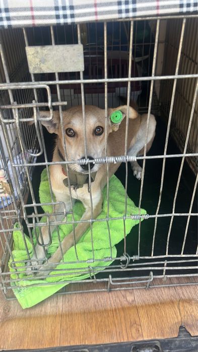 Собака в хорошие руки