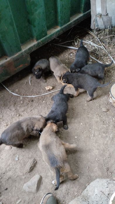 Отдам в добрые руки щенков.