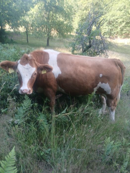 Vând 4 juninci si un tauras