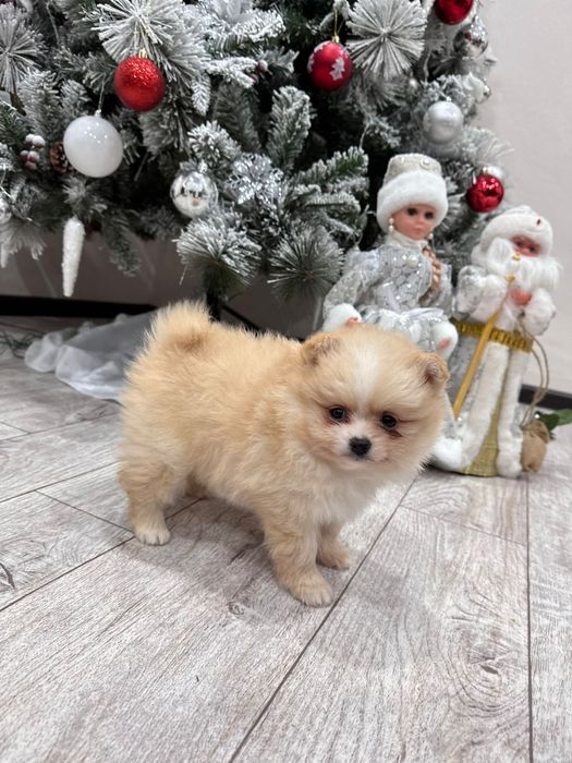 Чудесные щенки мини шпиц  девочка и мальчик