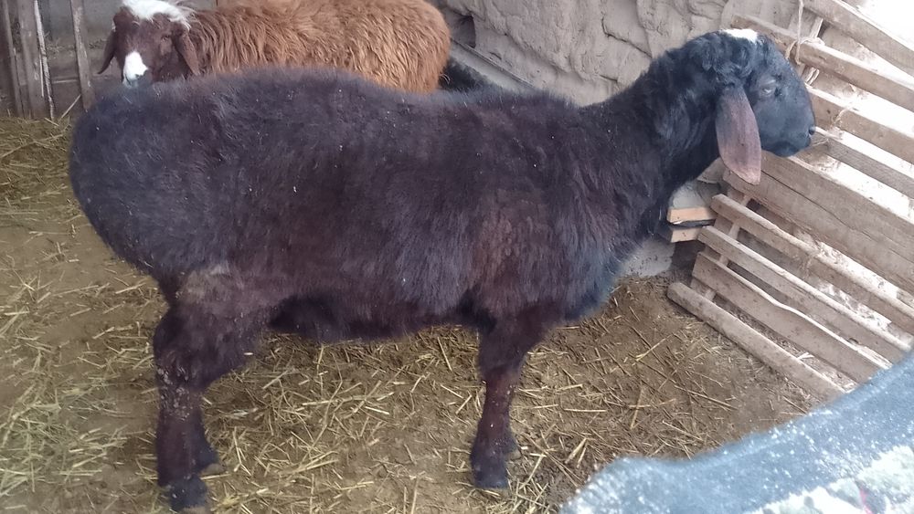 Гиссары қошқар 1 жас 10 ай