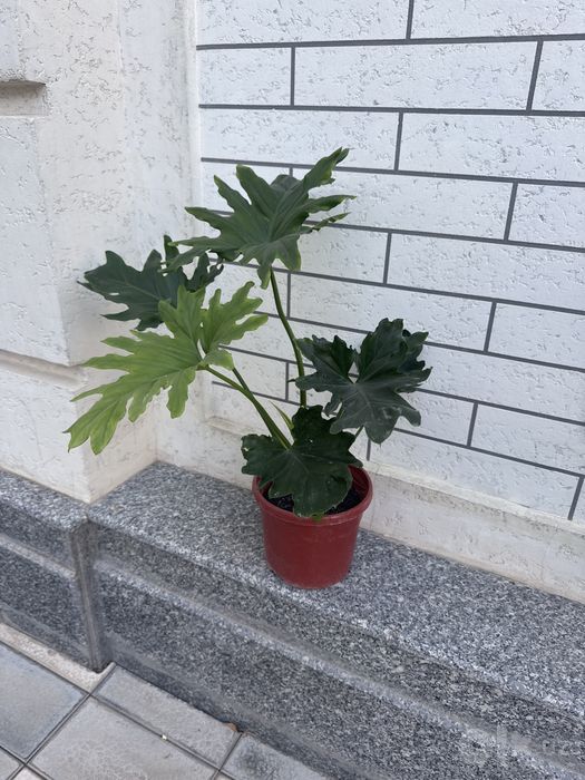 Продается цветок