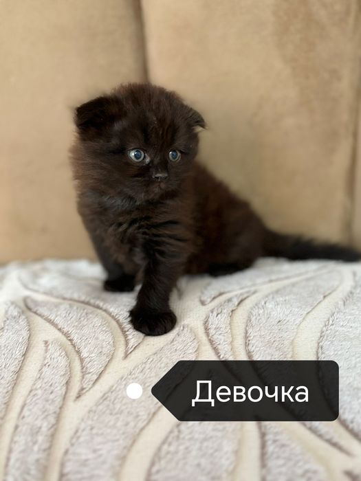 Шотландские котята