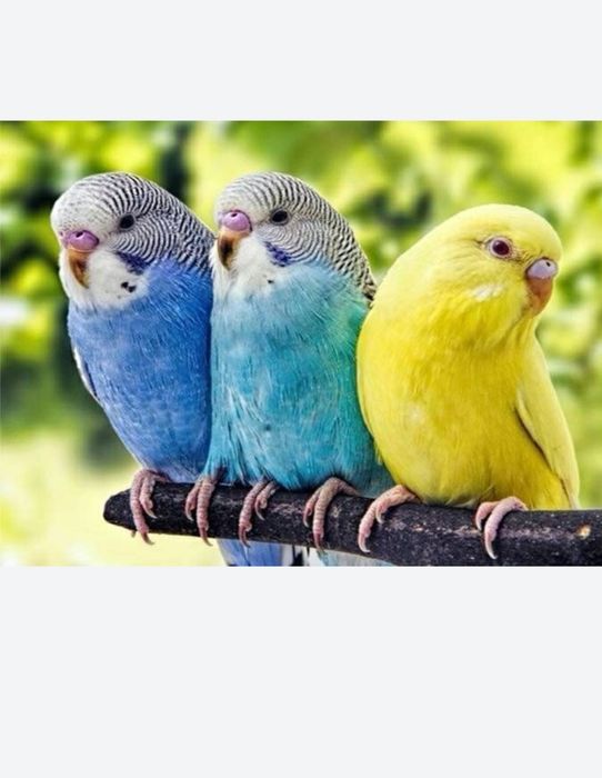 Волнистые попугаи птенцы