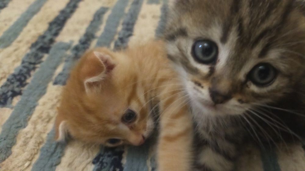 Вас сапппппппппп