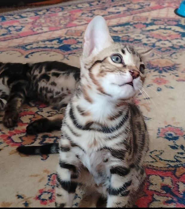 Бенгальские котята