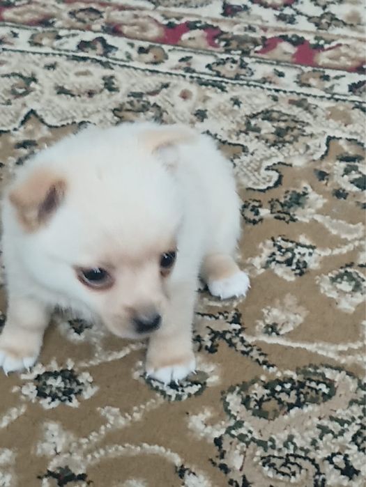 Продам щенка , порода шпиц