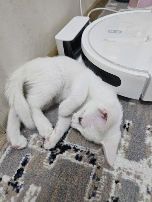 Yaxshi qo'llarga beraman