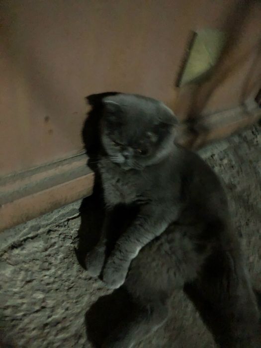 Пропал кот, помогите найти