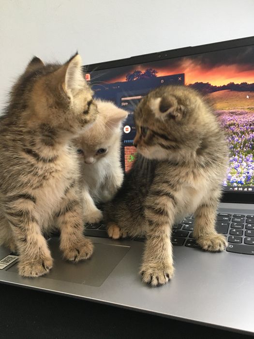 срочно scottish fold va straight