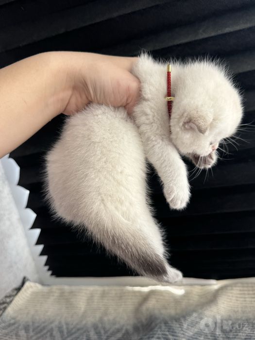 Котенок от правильной вязки серебренная шиншила британсккя