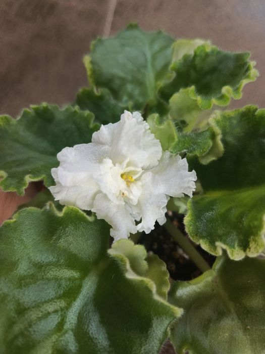 1АФ Ульяна 2малахитовая роза 3НК лимон 4 ЛЕ Владимир 5Маргарита