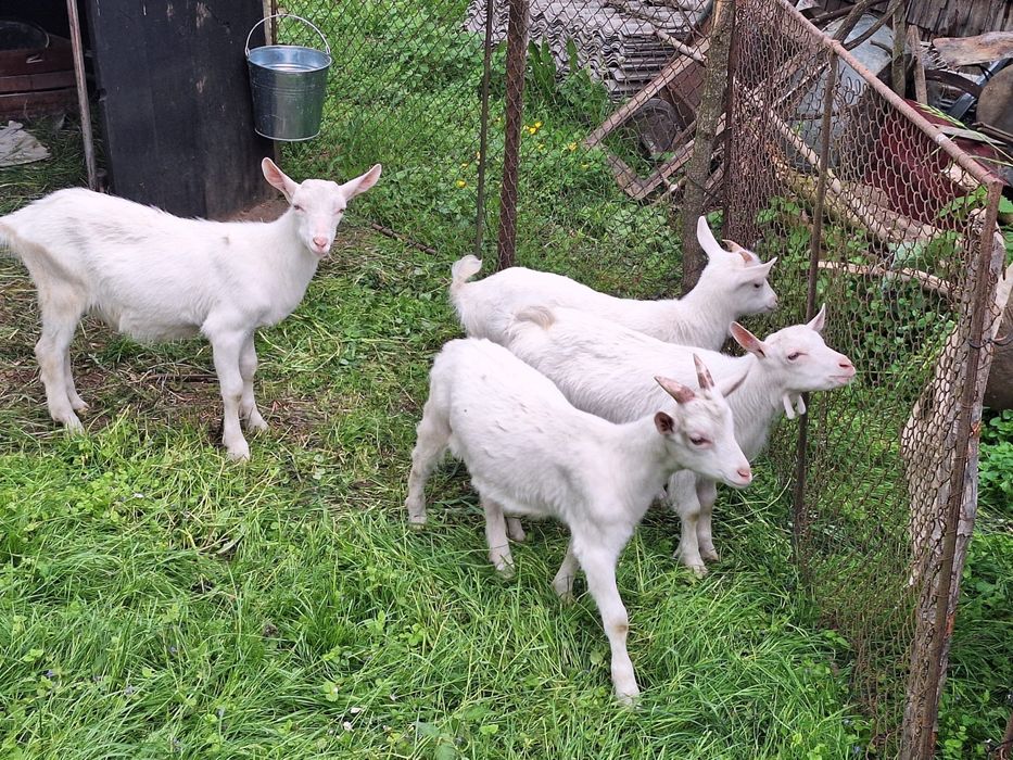 Iezi de rasă pură Saanen