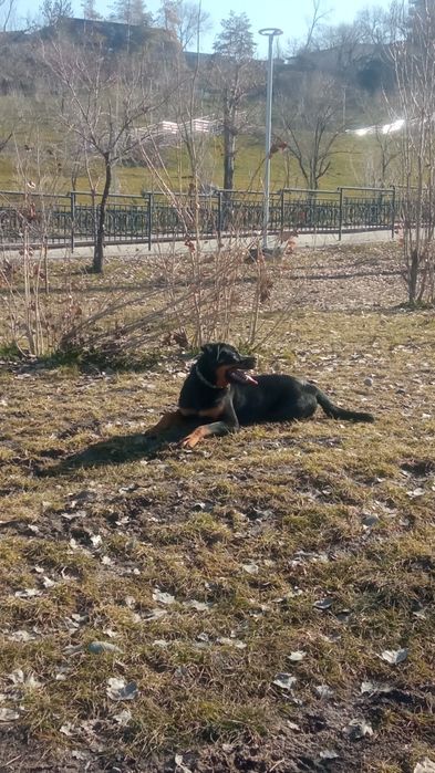 Ротвейлер девочка