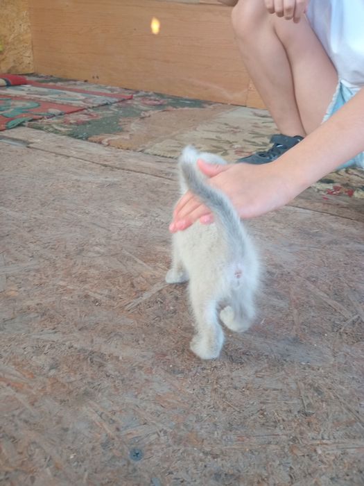Котёнок бесплатно