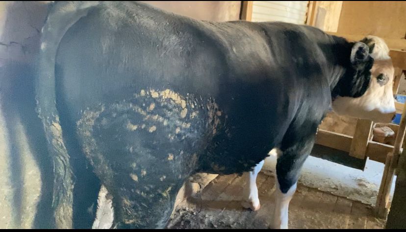 откорм бұқалар жақсы бағада