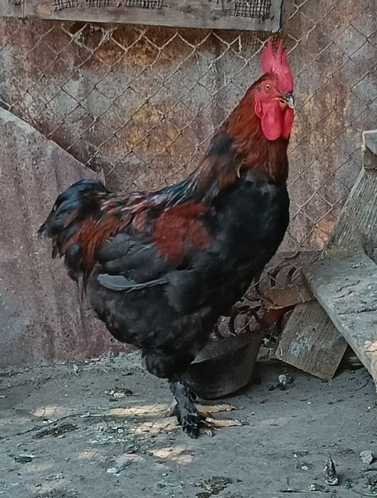 De vînzare cocos