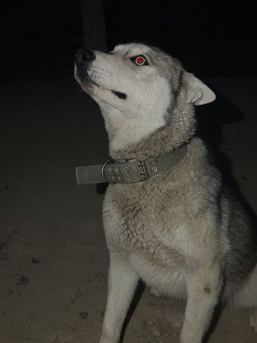 Нужна самка хаски