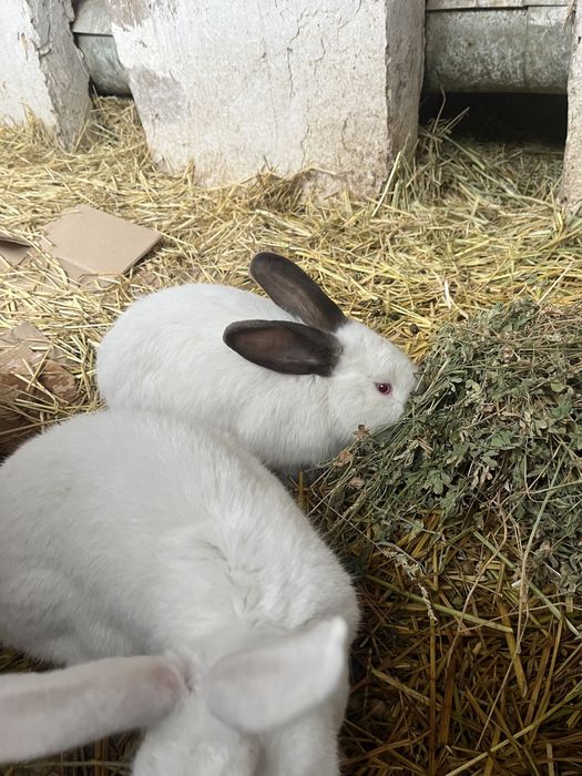 Продам кроликов.